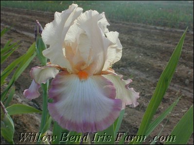 Peach Picotee