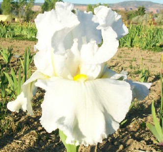 Blanca Peak