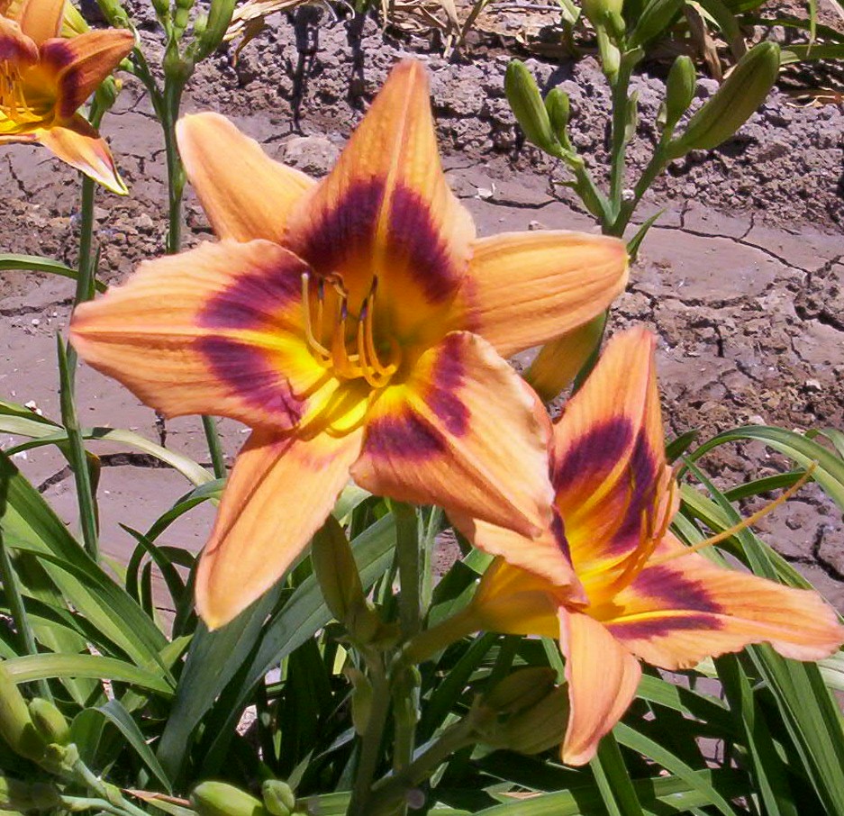 Borgia (Double Fan)