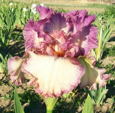 Brazen Beauty