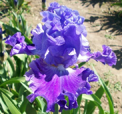 Burning Blue