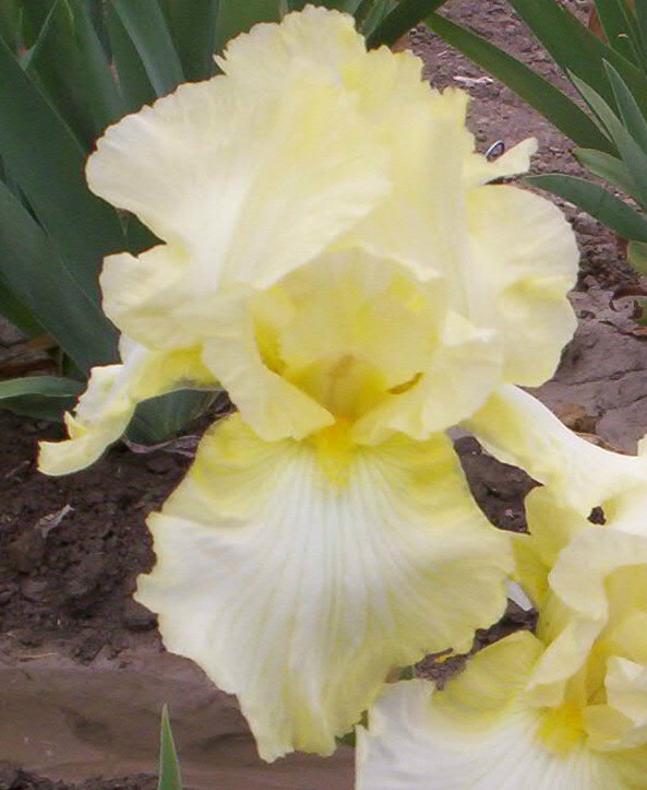 Buttered Popcorn