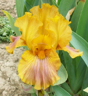 Butterscotch Blush