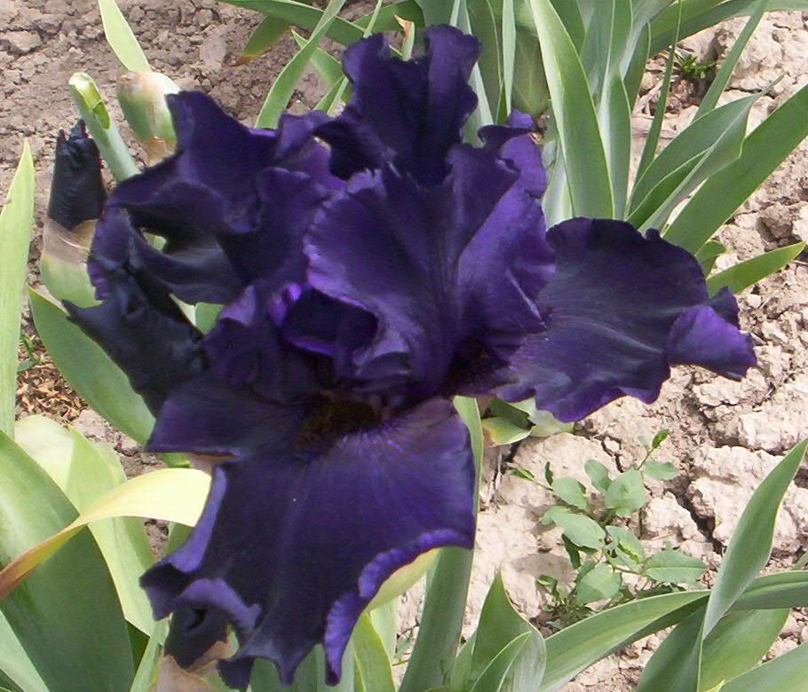 Dark Passion