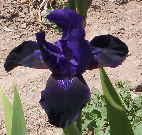 Deep Black