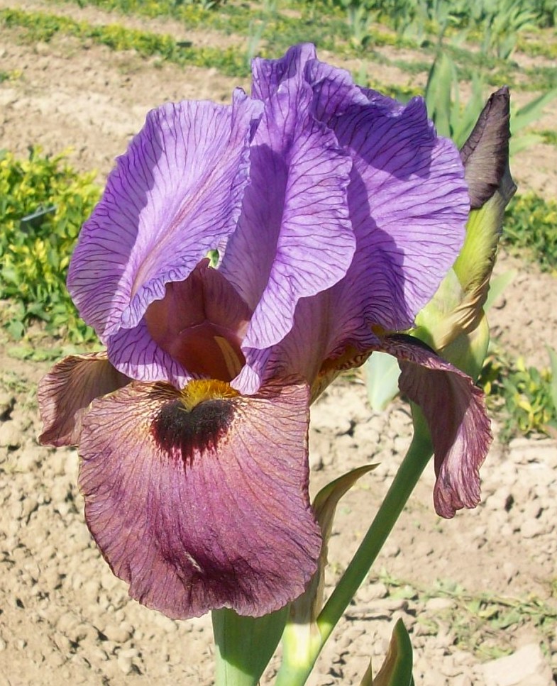 Desert Finery