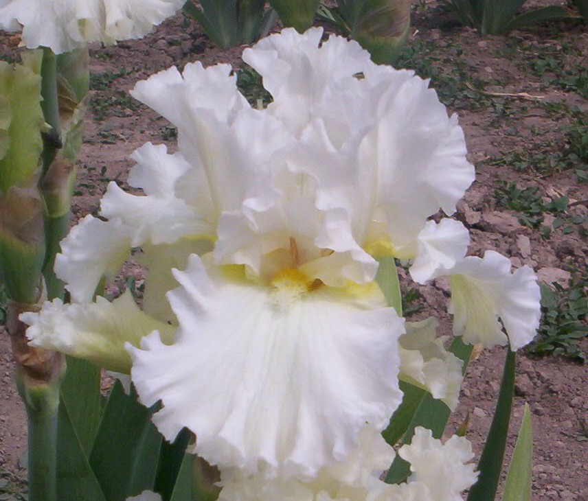 Devonshire Cream