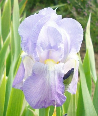 I. Pallida Dalmatica
