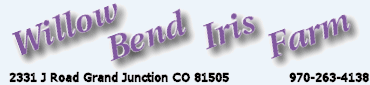 Buy Irises Online