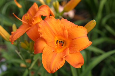 Mauna Loa (Double Fan)