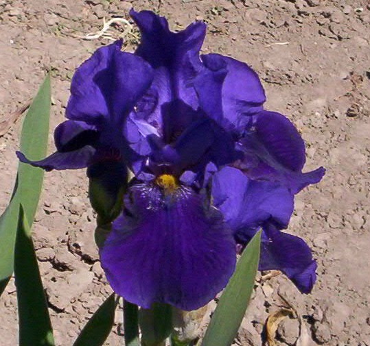 Mrs. J.L. Gibson