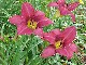 Mountain Violet (Double Fan)