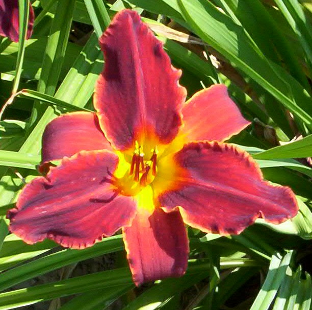 Oriental Ruby (Double Fan)
