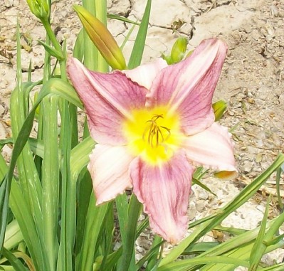 Prairie Blue Eyes