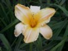 Ruffled Apricot (Double Fan)