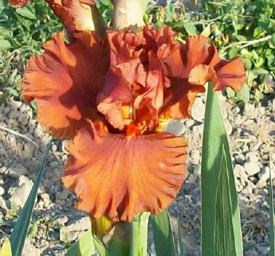 Rustle Of Spring