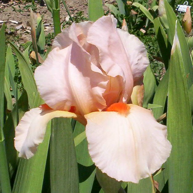 Shepard's Delight