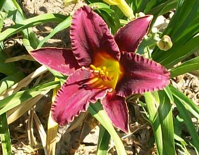 Siloam Purple Plum (Double Fan)