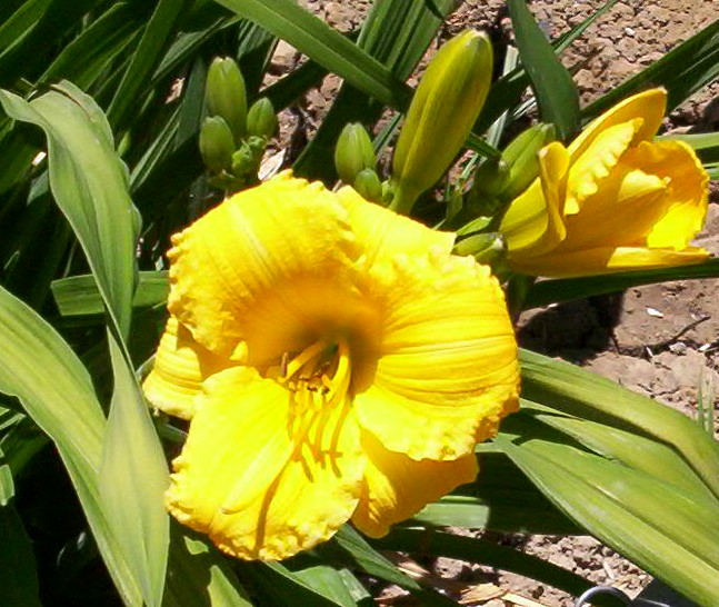 Texas Sunlight (Double Fan)